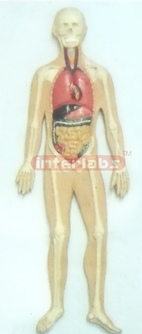 PRIMARY HUMAN TRUNK INTERNAL ORGANS MODEL, WOODEN PLATE HANGING